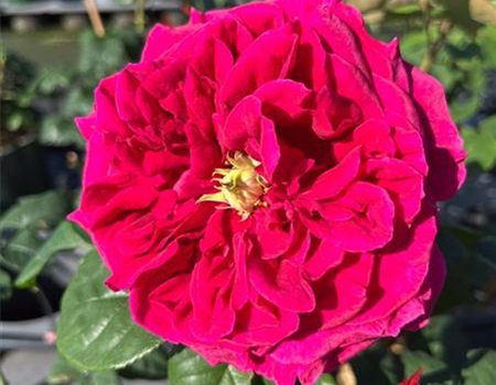 Rosa 'William Shakespeare'