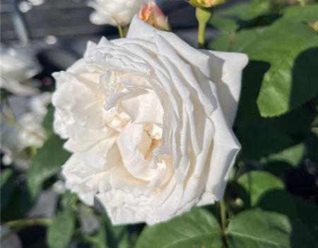 Rosa 'Winchester Cathedral'