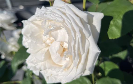 Rosa 'Winchester Cathedral'