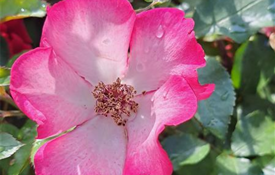 Rosa 'Pretty Kiss'