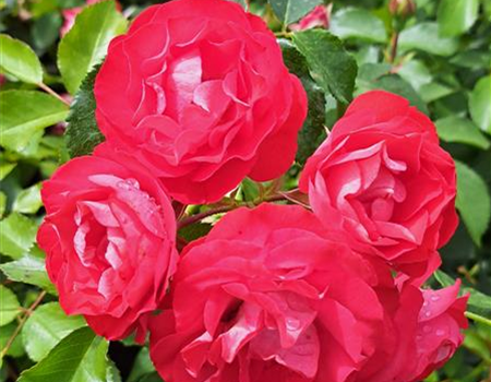 Rosa 'Rosige Landdrostei'