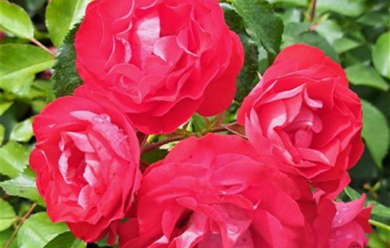 Rosa 'Rosige Landdrostei'