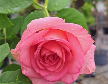 Rosa 'Mondiale'
