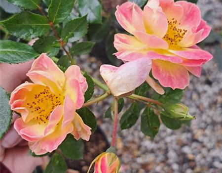 Rosa 'Bienenweide fruity