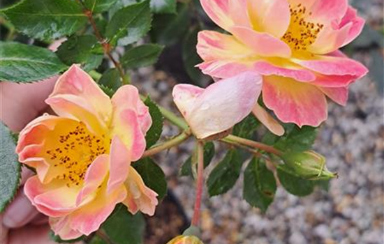 Rosa 'Bienenweide fruity