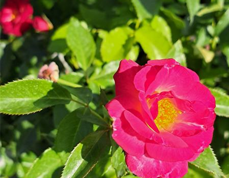 Rosa 'Ile de Fleurs'