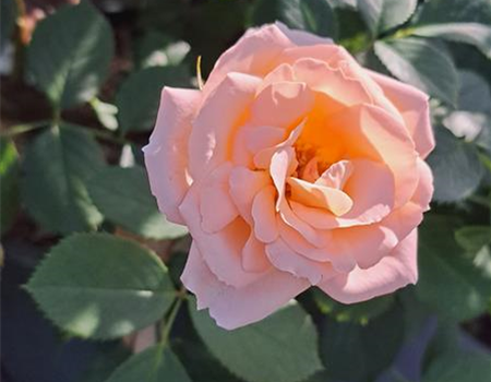 Rosa 'Matthias Claudius Rose'