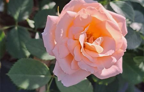 Rosa 'Matthias Claudius Rose'