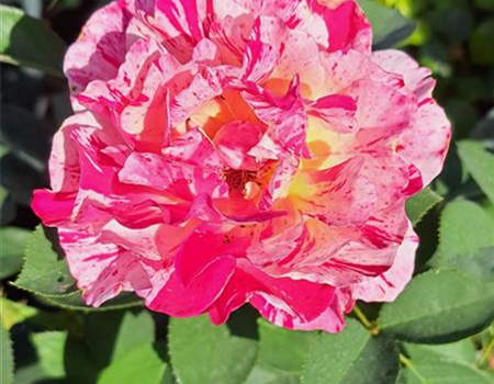 Rosa 'Maurice Utrillo'
