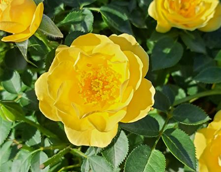 Rosa 'Bienenweide gelb'