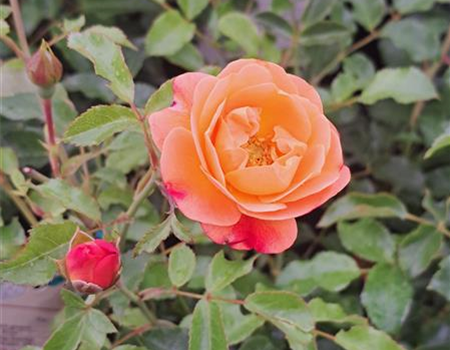 Rosa 'Sedana'