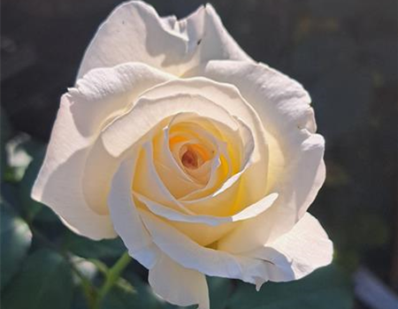 Rosa 'Schneewalzer'