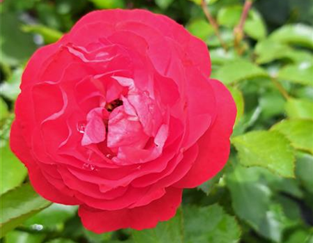 Rosa 'Rosige Landdrostei'