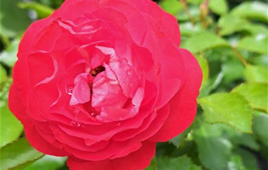 Rosa 'Rosige Landdrostei'