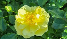 Bodendeckerrose 'Sunny Rose'®
