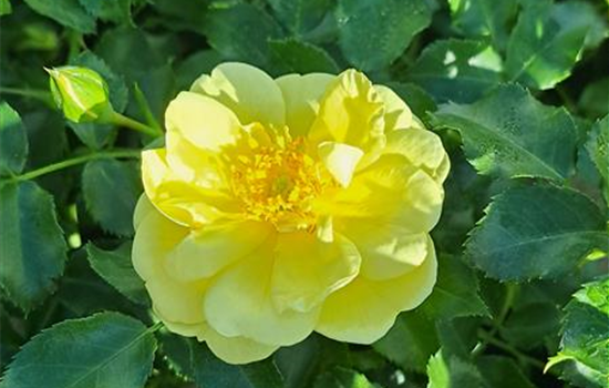 Rosa 'Sunny Rose'