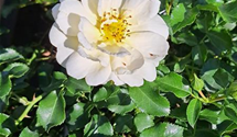 Bodendeckerrose 'Sunny Rose'®