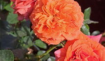 Beetrose 'Orangerie'®