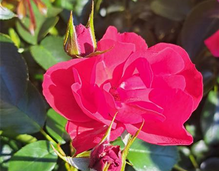 Rosa 'Resonanz'