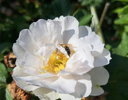 Rosa 'White Roadrunner'