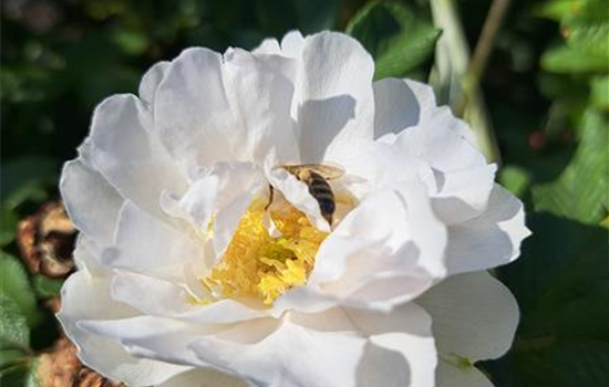 Rosa 'White Roadrunner'