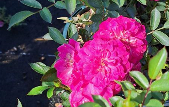 Rosa 'Purple Rain' Rosa 'Purple Rain'
