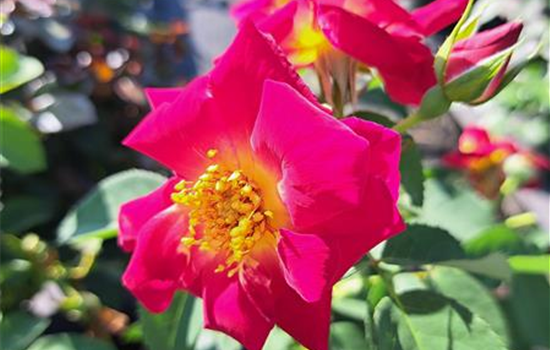 Rosa 'Weg der Sinne'