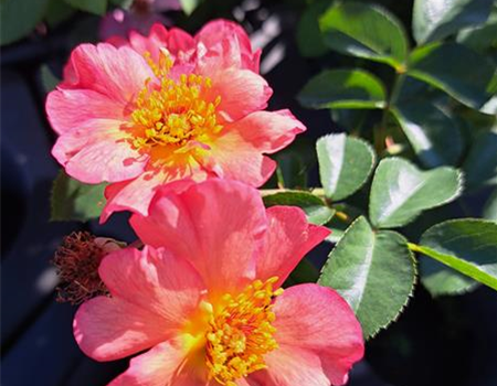 Rosa 'Pretty Sunrise'
