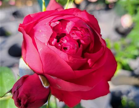 Rosa 'Red Eden Rose'