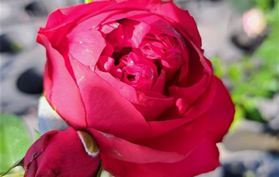 Rosa 'Red Eden Rose'