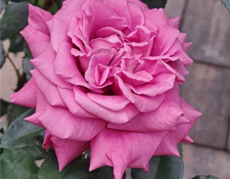 Rosa 'Lavender Parfümella'