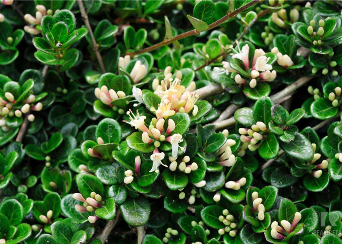 Kriechende Heckenkirsche 'Little Honey' Kriechende Heckenkirsche 'Little Honey'