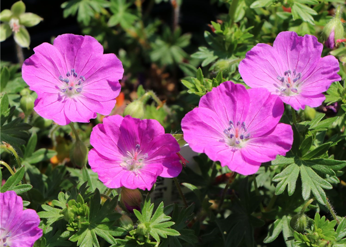 Blut Storchschnabel Geranium 'Max Frei' Blut Storchschnabel Geranium 'Max Frei'