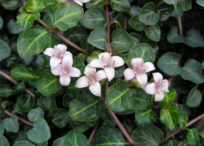 Echte Rebhuhnbeere - Mitchella repens Echte Rebhuhnbeere - Mitchella repens