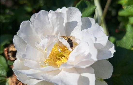 Rosa 'White Roadrunner'