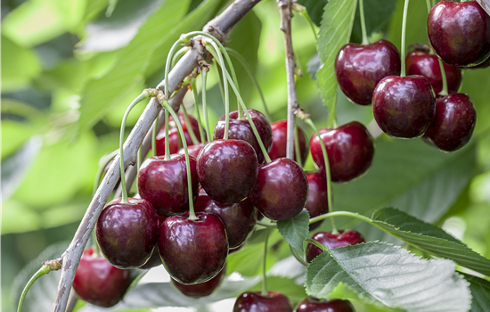 Prunus avium 'Sunburst'