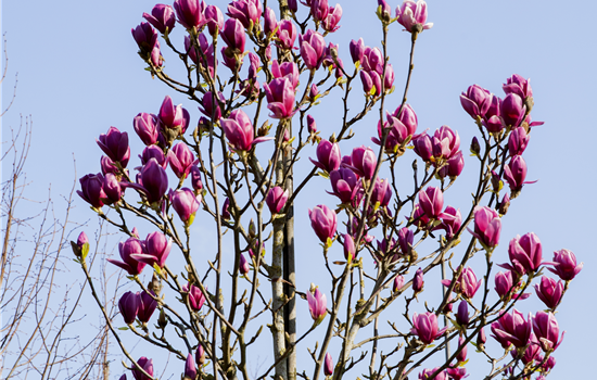 Magnolia 'Cleopatra'