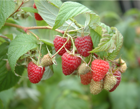 Rubus 'Tula Magic' Rubus 'Tula Magic'