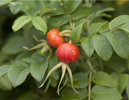 Rosa rugosa