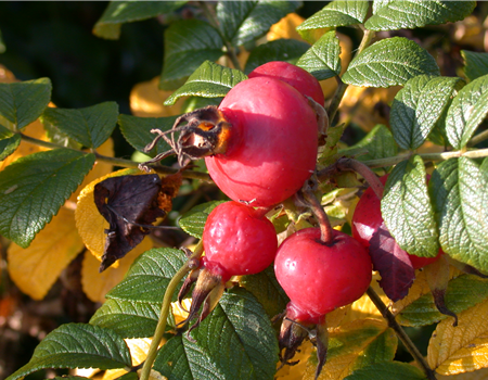 Rosa rugosa