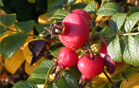 Rosa rugosa