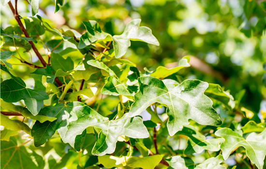 Acer campestre 'Elsrijk' Acer campestre 'Elsrijk'