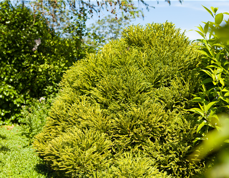 Cryptomeria japonica 'Globosa Nana'