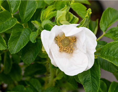 Rosa rugosa 'Alba'