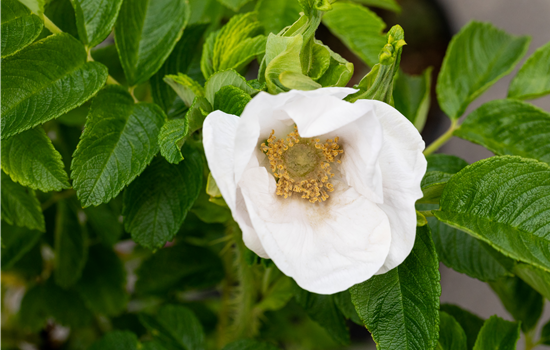 Rosa rugosa 'Alba'