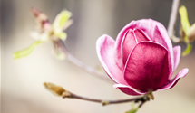 Magnolie 'Genie'®