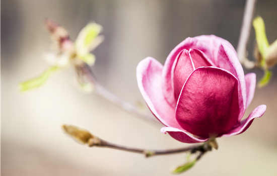 Magnolia 'Genie' Magnolia 'Genie'