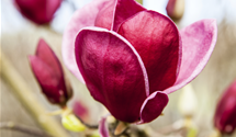 Magnolie 'Genie'®
