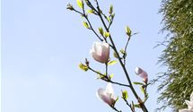 Magnolie 'Genie'®