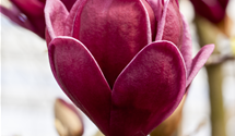 Magnolie 'Genie'®